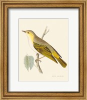 Framed 'Engraved Birds III' border=