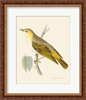 Framed 'Engraved Birds III' border=