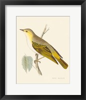 Engraved Birds III Framed Print