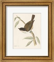 Framed 'Engraved Birds II' border=