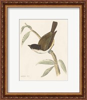 Framed 'Engraved Birds II' border=