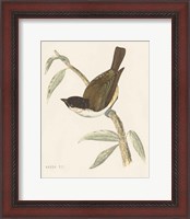 Framed 'Engraved Birds II' border=