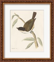 Framed Engraved Birds II