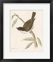 Framed 'Engraved Birds II' border=