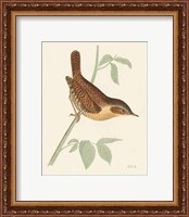 Framed 'Engraved Birds I' border=