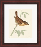 Framed 'Engraved Birds I' border=