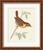 Framed Engraved Birds I