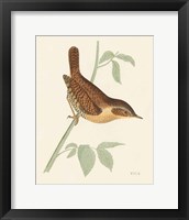 Engraved Birds I Framed Print