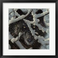 Framed Winter Black Wolf