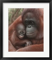 Framed Orangutan Mother and Baby