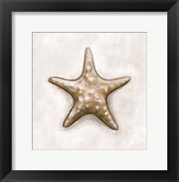 Shell IV Framed Print