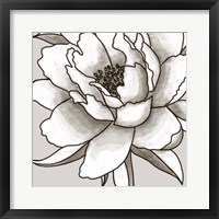 Peony I Framed Print