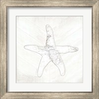 Framed 'Coastal Starfish' border=