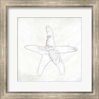 Framed 'Coastal Starfish' border=