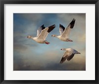 Framed Snow Geese