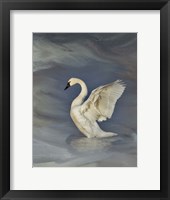 Framed Tundra Swan