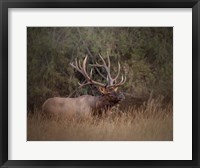 Framed Bull Elk