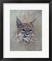 Framed Bobcat