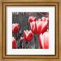 Framed 'Red Tulips I' border=