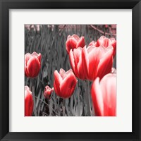 Red Tulips I Framed Print