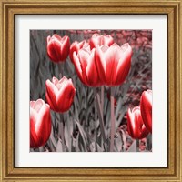 Framed 'Red Tulips II' border=