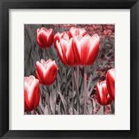 Red Tulips II Framed Print