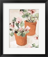 Framed Potted Pink Geraniums