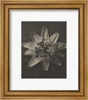 Framed 'Blossfeldt Flower I' border=