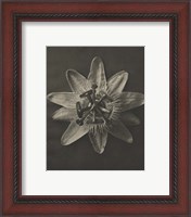 Framed 'Blossfeldt Flower I' border=