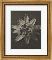 Framed 'Blossfeldt Flower I' border=