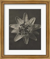 Framed 'Blossfeldt Flower I' border=