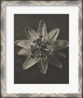 Framed 'Blossfeldt Flower I' border=