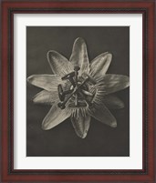 Framed 'Blossfeldt Flower I' border=