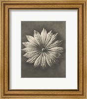 Framed 'Blossfeldt Flower II' border=