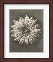 Framed 'Blossfeldt Flower II' border=