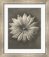 Framed 'Blossfeldt Flower II' border=