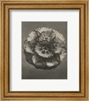 Framed 'Blossfeldt Flower III' border=