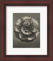 Framed 'Blossfeldt Flower III' border=