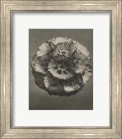 Framed 'Blossfeldt Flower III' border=