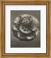 Framed 'Blossfeldt Flower III' border=