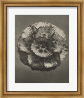 Framed 'Blossfeldt Flower III' border=