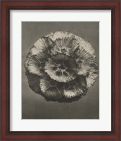 Framed 'Blossfeldt Flower III' border=