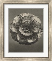 Framed 'Blossfeldt Flower III' border=