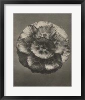 Blossfeldt Flower III Framed Print