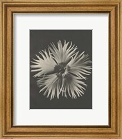 Framed 'Blossfeldt Flower IV' border=