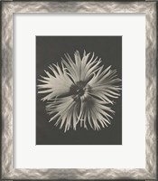 Framed 'Blossfeldt Flower IV' border=