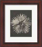 Framed 'Blossfeldt Flower IV' border=