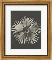 Framed 'Blossfeldt Flower IV' border=