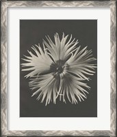 Framed 'Blossfeldt Flower IV' border=