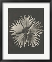 Framed 'Blossfeldt Flower IV' border=
